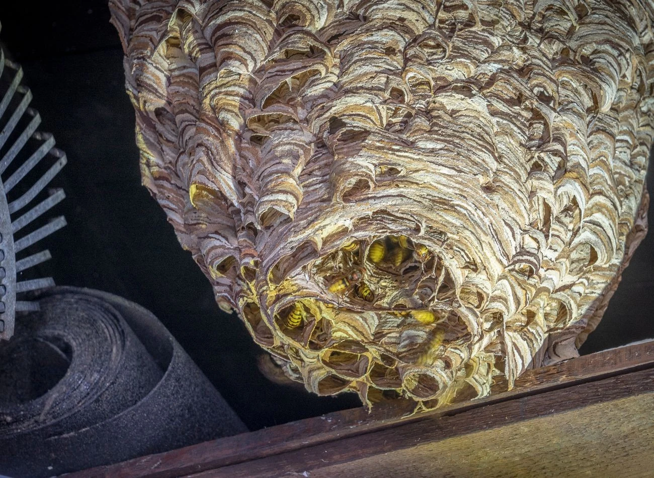 Do usunięcia gniazda szerszeni lub os lepiej wezwać fachową pomoc.