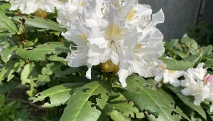 Dziury w liściach rododendronów to znak, że żerują na nich opuchlaki.