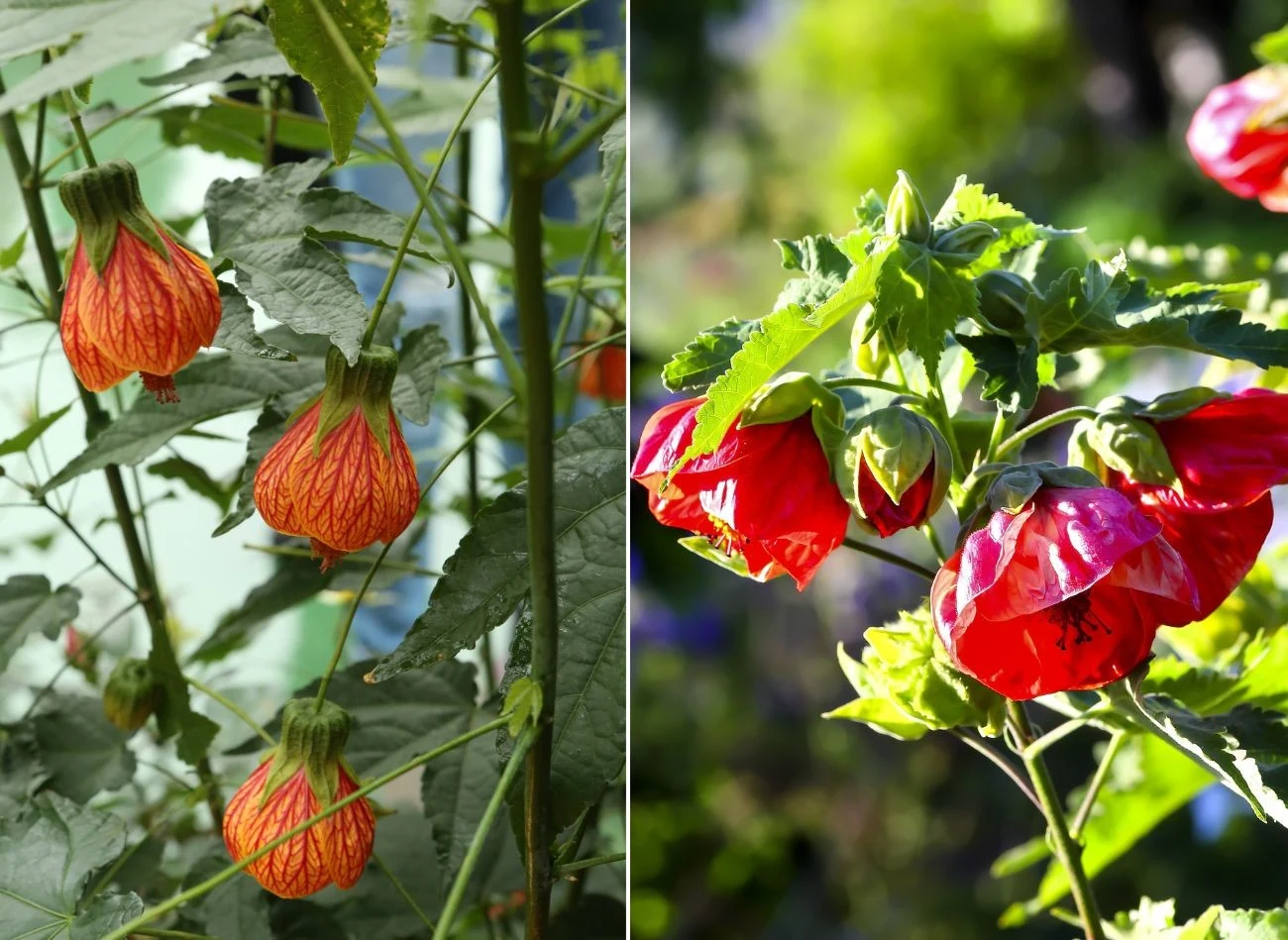 Kwitnienie abutilonu rozpoczyna się  i często trwa aż do pierwszych przymrozków. Fot. tc397/Werner Meidinger