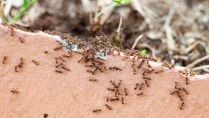 Ziemia okrzemkowa jest skutecznym orężem w walce z koloniami mrówek w ogrodzie.