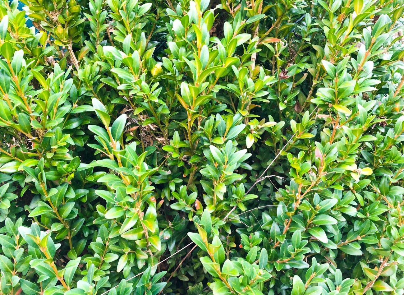 Ziemia okrzemkowa pomaga skutecznie walczyć ze szkodnikami roślin, m.in. ćmą bukszpanową.