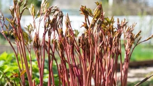 Jak dbać o piwonie w maju? Domowy, darmowy nawóz sprawia, że kwitną wyjątkowo