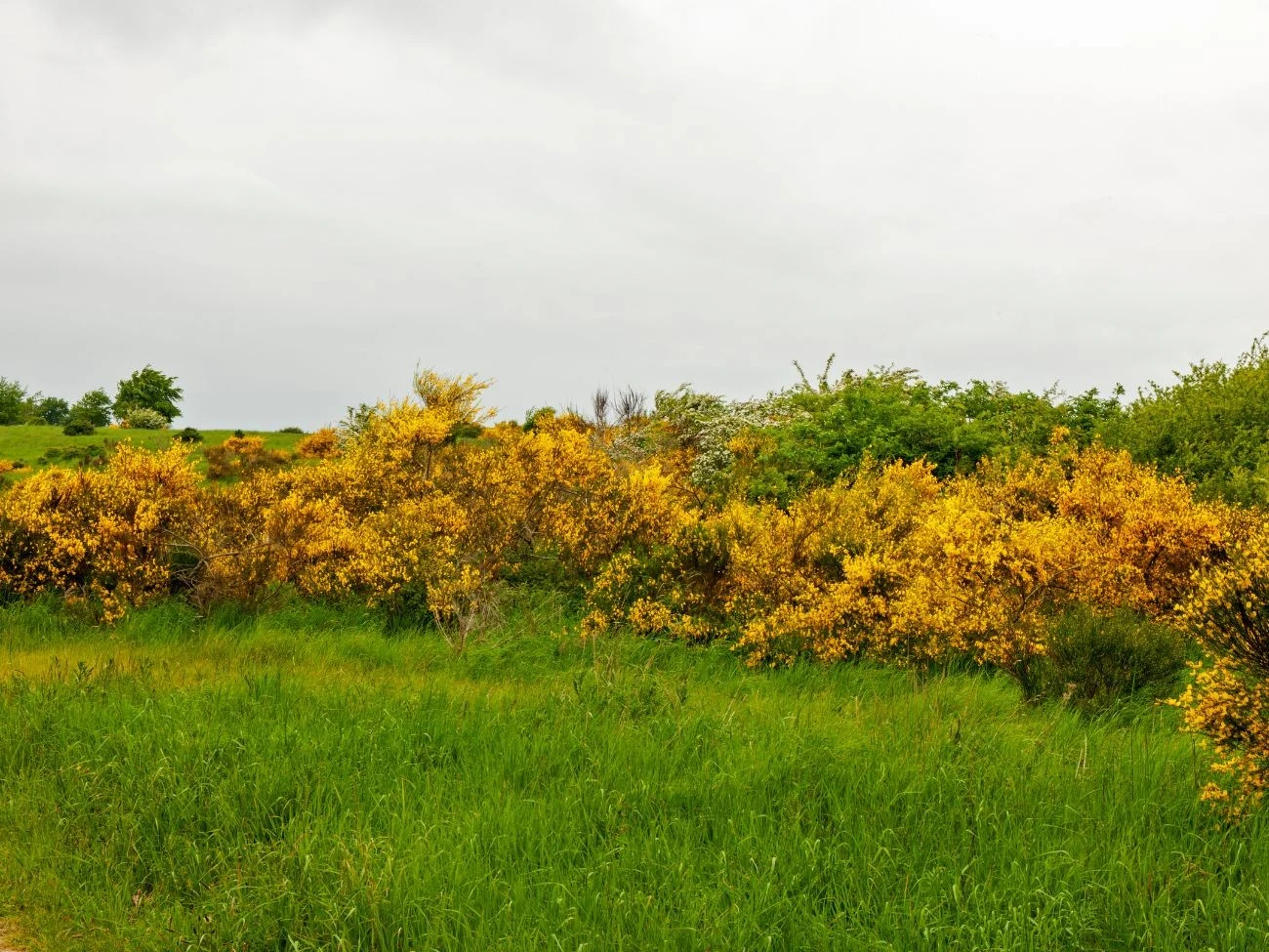 Żarnowiec nie tylko zachwyca swoją barwą