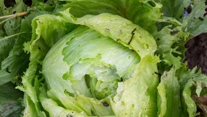 Ślimaki szybko wyrządzają poważne szkody w ogrodzie. Jakie są naturalne sposoby na zabezpieczenie roślin? Fot. AnnekedeBlock/ Canva Pro