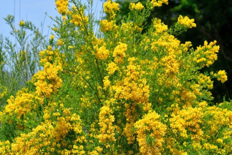 Żarnowiec miotlasty najlepiej rozwija się na glebach lekkich, dobrze przepuszczalnych i o odczynie lekko kwaśnym.
