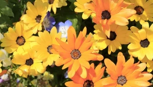 Dimorfetka zatokowa: - odmiany i uprawa