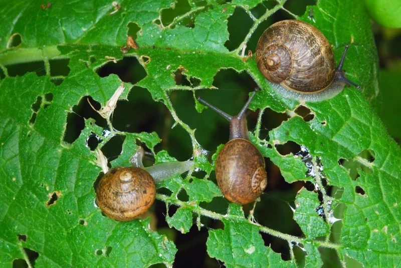 Ślimaki to odwieczny problem każdego ogrodnika