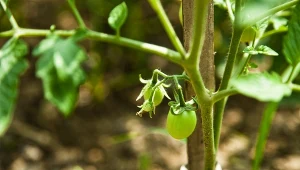 Pomidory warto prowadzić na jeden lub dwa pędy.