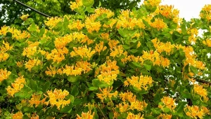 Wiciokrzewy to rośliny niezwykle ozdobne, charakteryzujące się pachnącymi i bardzo dekoracyjnymi kwiatami.