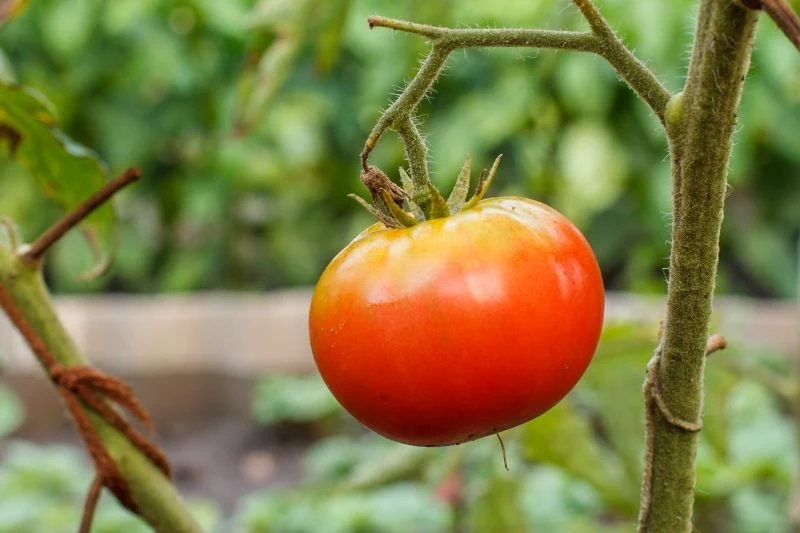 Usuwanie pędów bocznych pomidora przyspiesza dojrzewanie owoców
