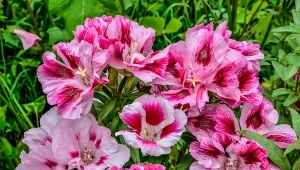 Okazale kwitnie do września, niesłusznie zapomniana. Najpiękniejsze odmiany i uprawa godecji wielkokwiatowej