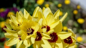 Iksja - ciekawe odmiany i uprawa w ogrodzie