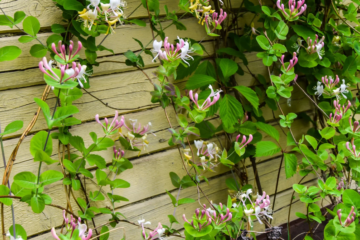 Wiciokrzew zakryje nieestetyczne miejsca w ogrodzie