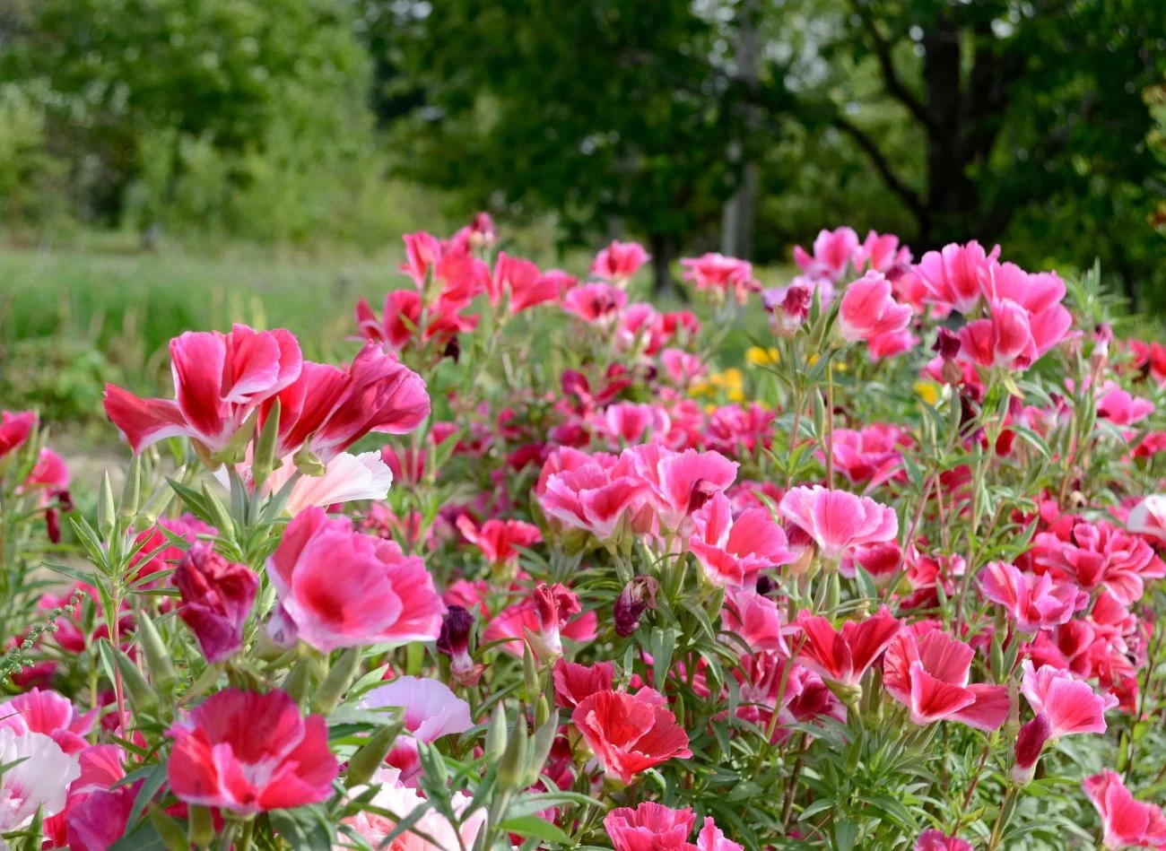 Godecja okazale prezentuje się na rabatach, gdzie kwitnie aż do września.
