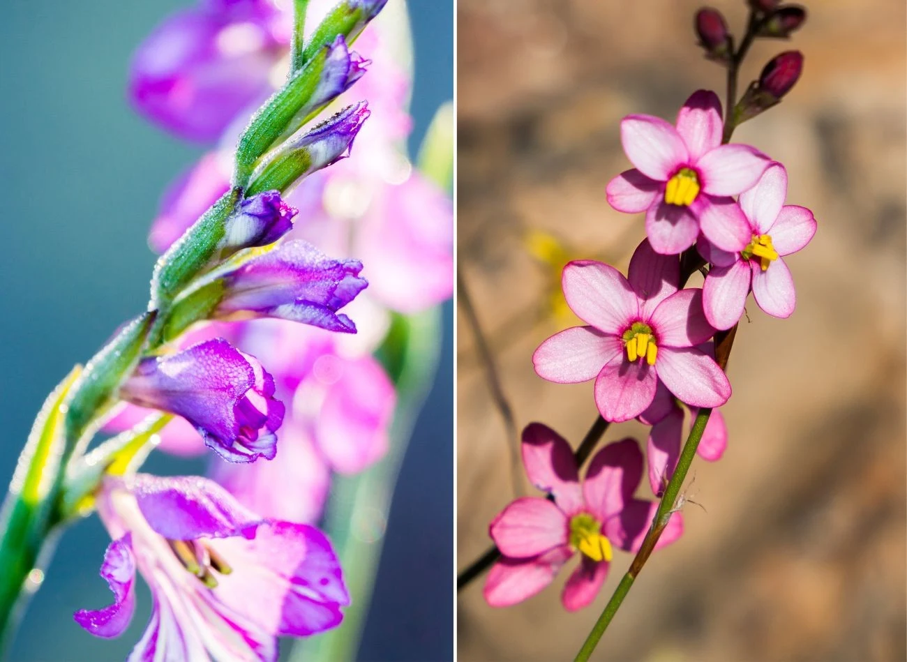 Wśród wielu odmian iksji można znaleźć wiele kolorów i kształtów kwiatów. Fot. mindstyle/Madelein Wolf