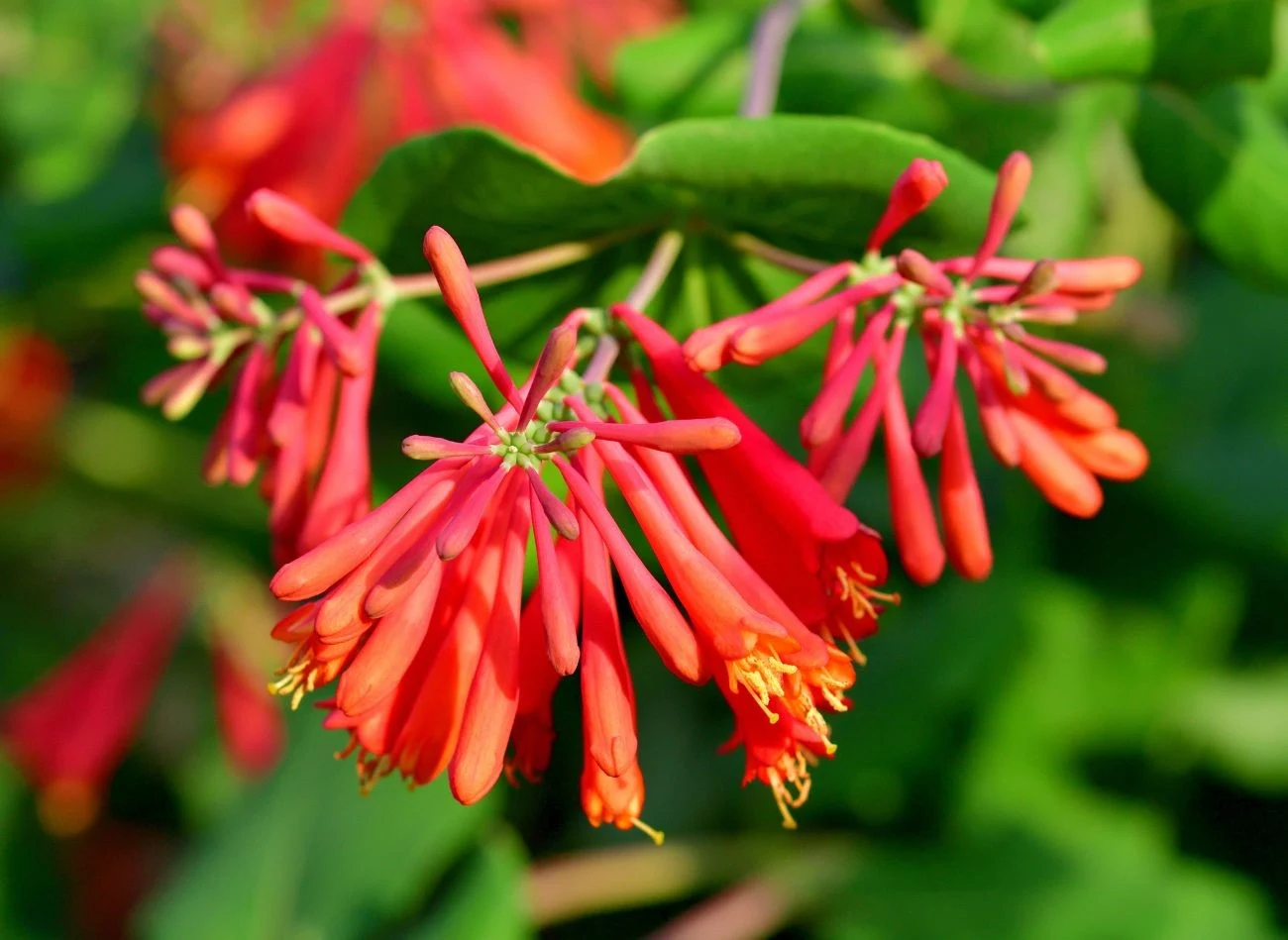 Wiciokrzew może pełnić różne funkcje w ogrodzie. Najlepiej sprawdzi się jako kolorowy i pachnący zywopłot.