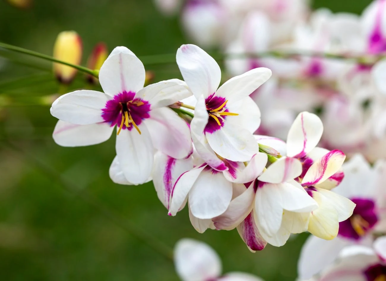 Iksja doskonale prezentuje się w rabatach kwiatowych, tworząc efektowne plamy kolorów.