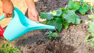 Nawóz drożdży stymuluje rozwój silnego i zdrowego systemu korzeniowego, a także przyspiesza wzrost roślin.
