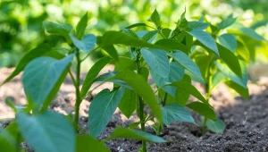Czego nie sadzić obok papryki? Zniszczy plony