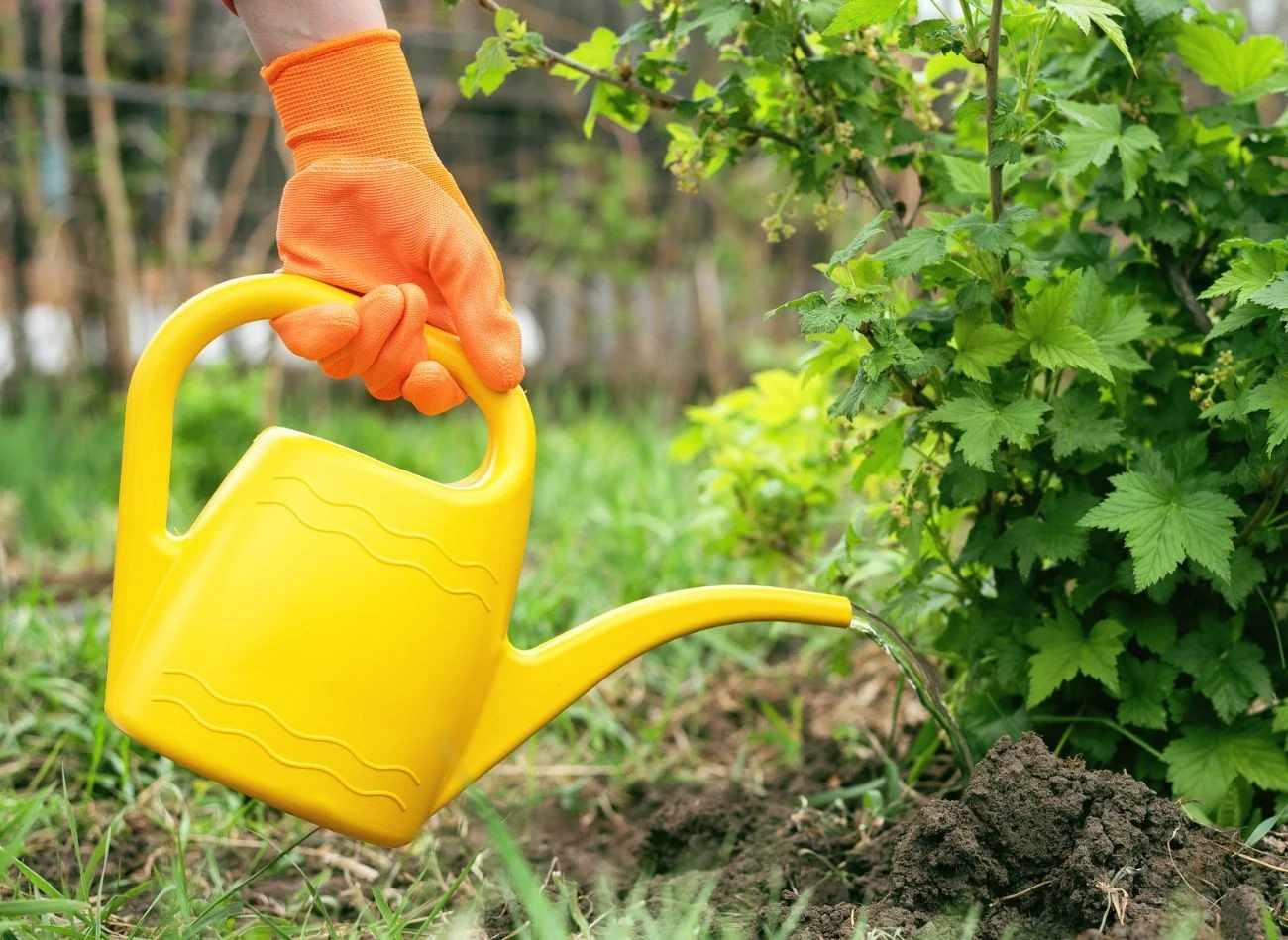 Odżywka z drożdży przyda się w ogrodzie owocowym, gdzie rosną m.in. porzeczki.