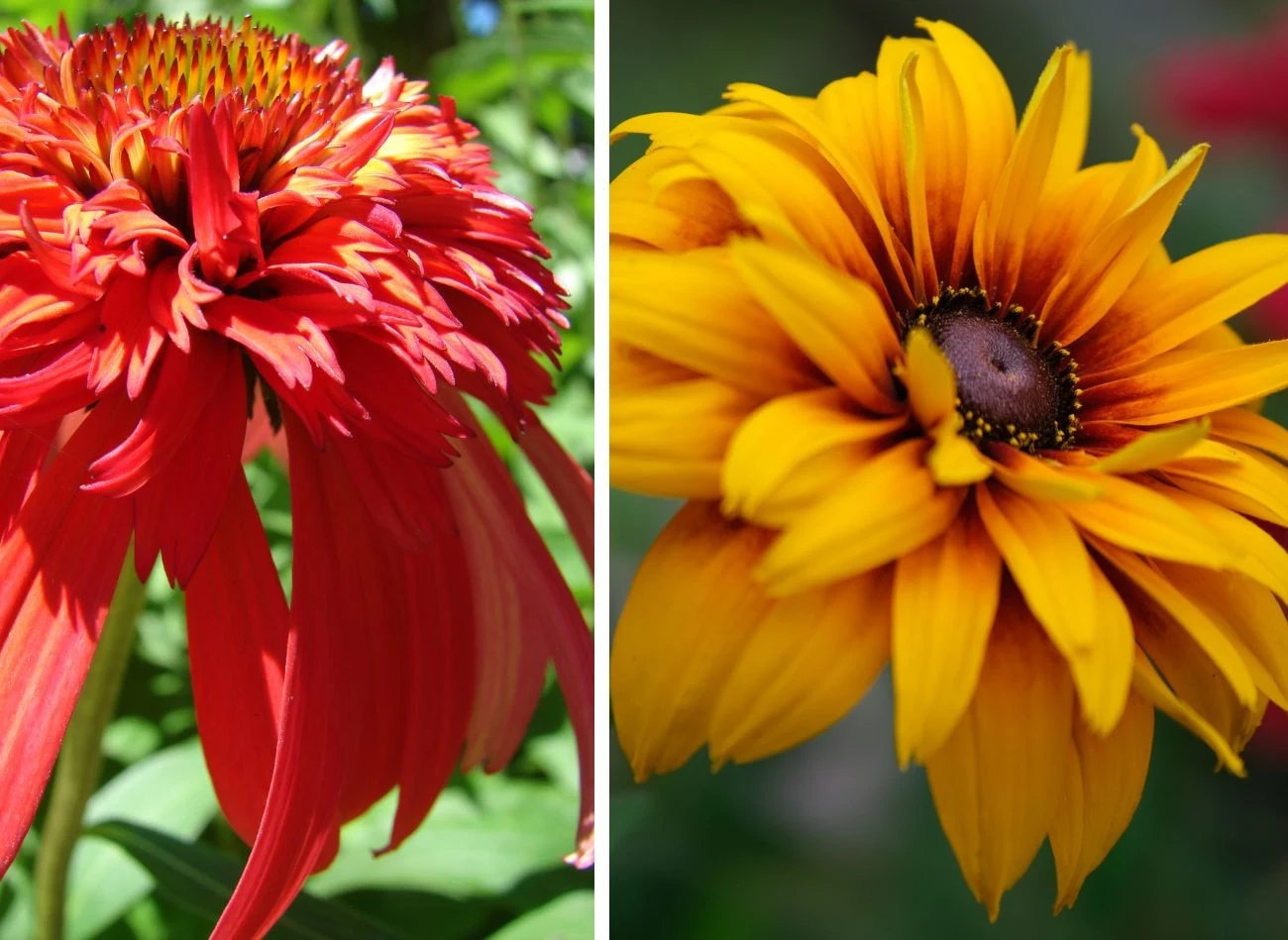 Jeżówka purpurowa i rudbekia błyskotliwa to byliny, które najlepiej sadzić w maju. Fot. robbihoy/ZenAga