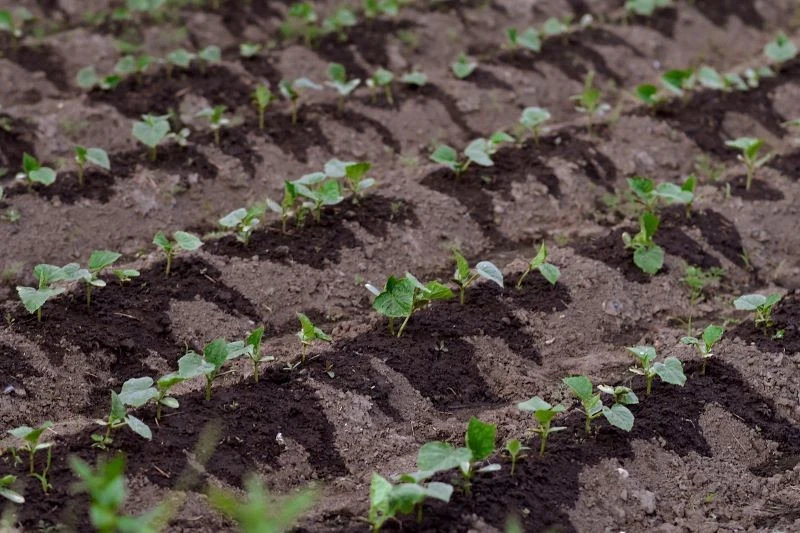 Ogórki najłatwiej siać bezpośrednio do gruntu