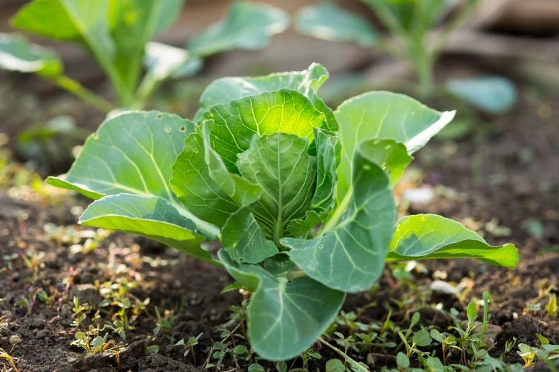 Kapusty nie powinniśmy uprawiać blisko pomidorów