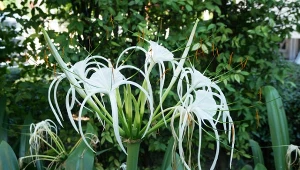 Egzotyczne kwiaty to największy atut ismeny, czyli błonczatki.