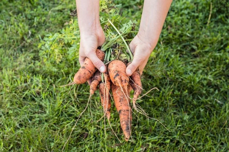 Obok pomidorów warto wysiać marchewkę