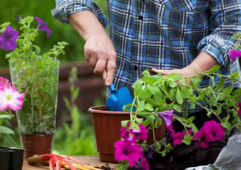Odpowiednio duże donice wpływają na prawidłowy rozwój kwiatow na tarasie