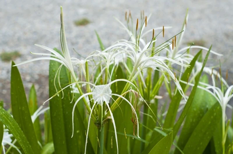 Kwitnienie ismeny trwa od czerwca do września