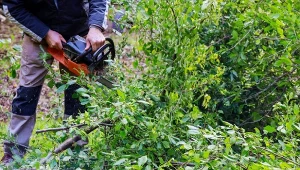 Nie każde przycięcie gałęzi jest możliwe bez zezwolenia. Niestety, obowiązujące przepisy prawne pozostają dość skomplikowane.