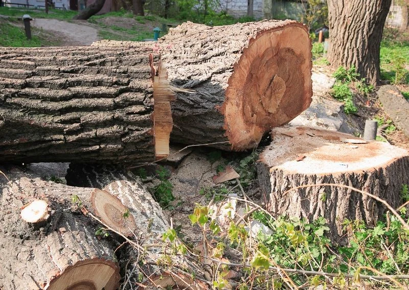 Możliwość wycięcia drzewa bez pozwolenia zależy od jego gatunku