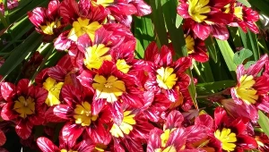 Jak uprawiać sparaksisa trójbarwnego w ogrodzie?