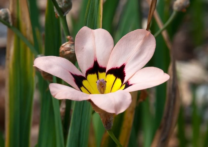 Uprawa sparaksisa trójbarwnego nie należy do wymagających