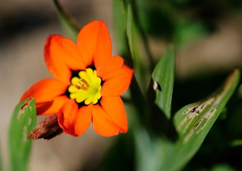 Sparksis może być wszechstronnie wykorzystywany w ogrodzie.