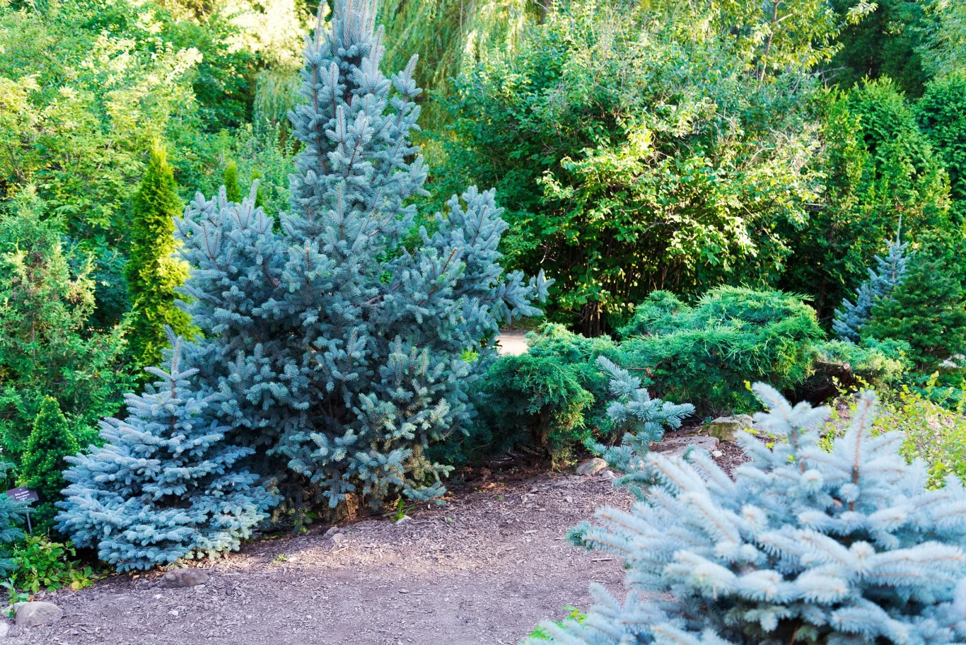 Świerki kłujące mają niewielkie wymagania glebowe