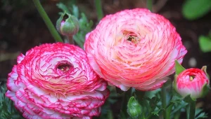 Sadzenie jaskrów azjatyckich do gruntu. Najpiękniejsze odmiany i pielęgnacja