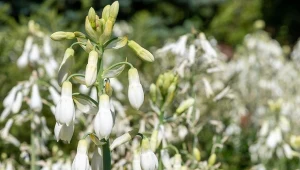 Nazywana jest letnim hiacyntem. Galtonia biaława – gatunki, odmiany i uprawa w ogrodzie