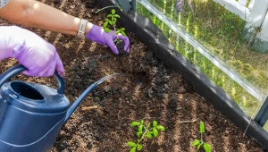 Wiosenna gnojówka z mniszka lekarskiego: do czego stosować?