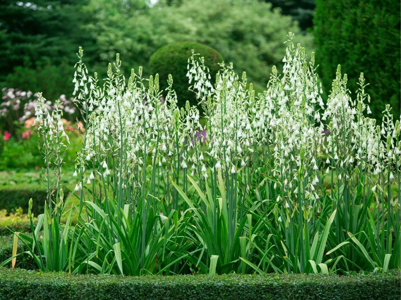 Pędy galtonii dorastają nawet do 120 cm