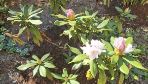 Jeśli kilka powodów przez które liście różanecznika zaczynają brązowieć. Nie zawsze jest to choroba./Deccoria.pl