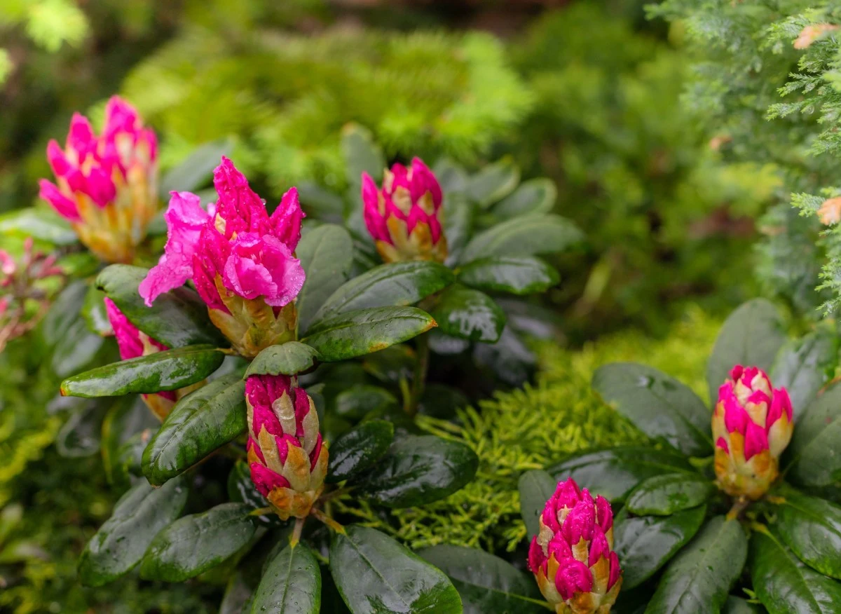 Rododendrony mają szczególne wymagania względem jakości gleby i sposobu sadzenia Fot. aidifoto