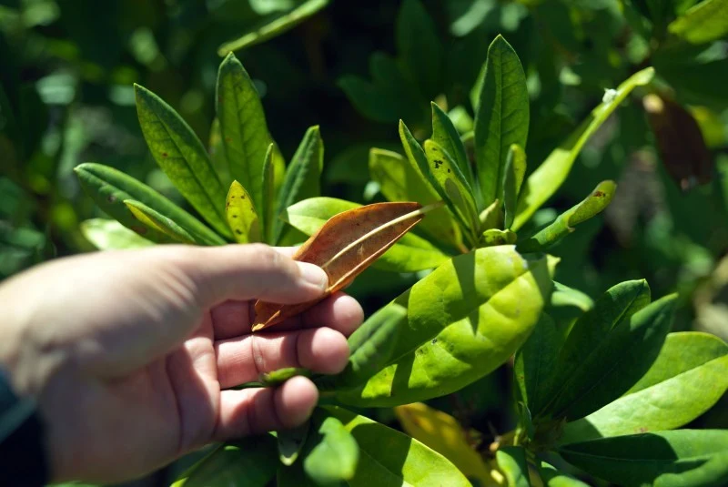 Plamy przy plamistości rododendrona pojawiają się na brzegach liści i powoli rozprzestrzeniają się na całe liście