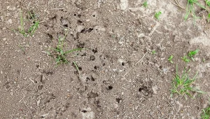 Mrówki wyrządzają szkody na trawniku? Naturalny środek szybko je wypłoszy.
