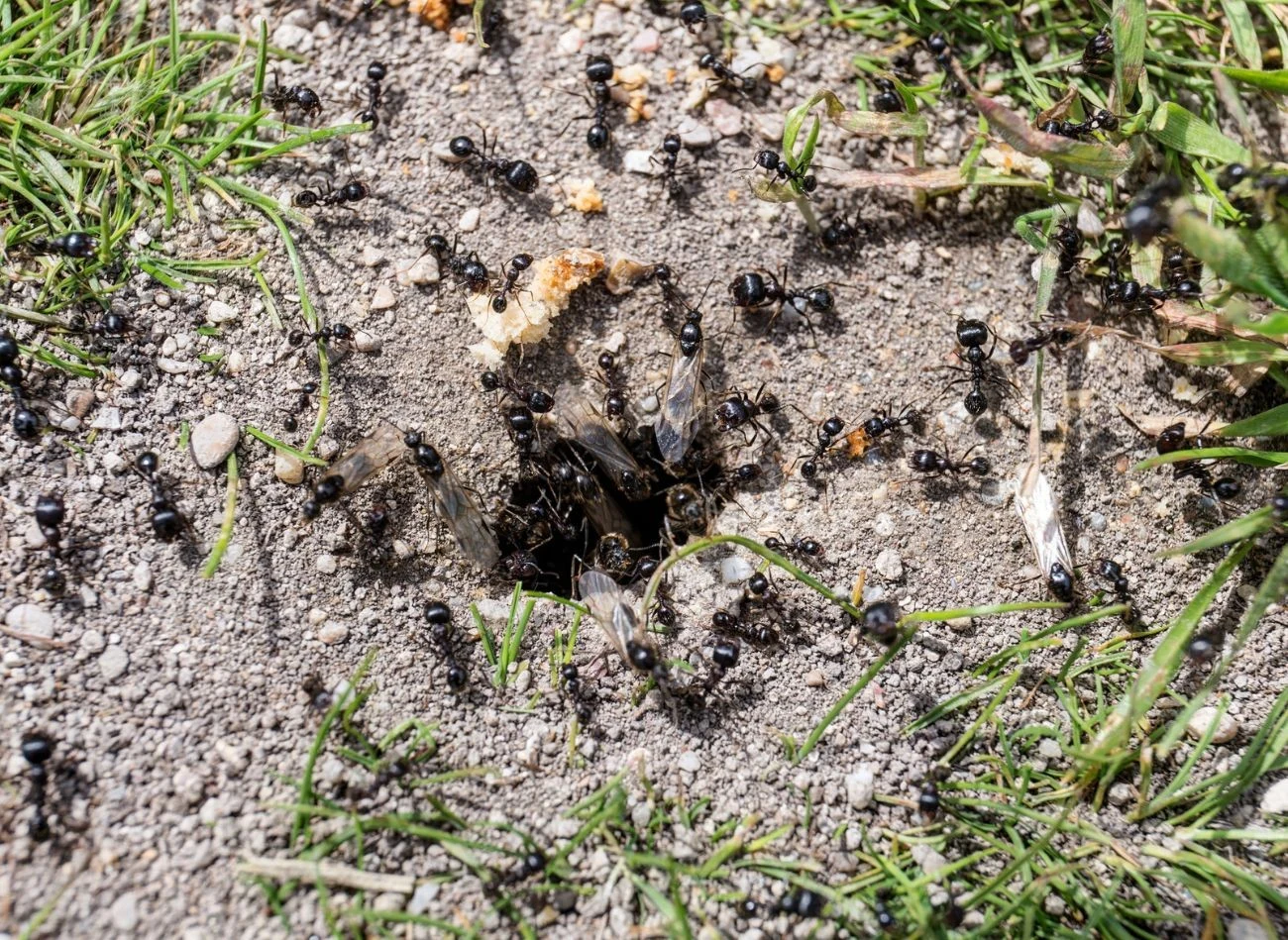 Rozwinięte kolonie mrówek potrafią wyrządzić znaczne szkody na trawnikach.