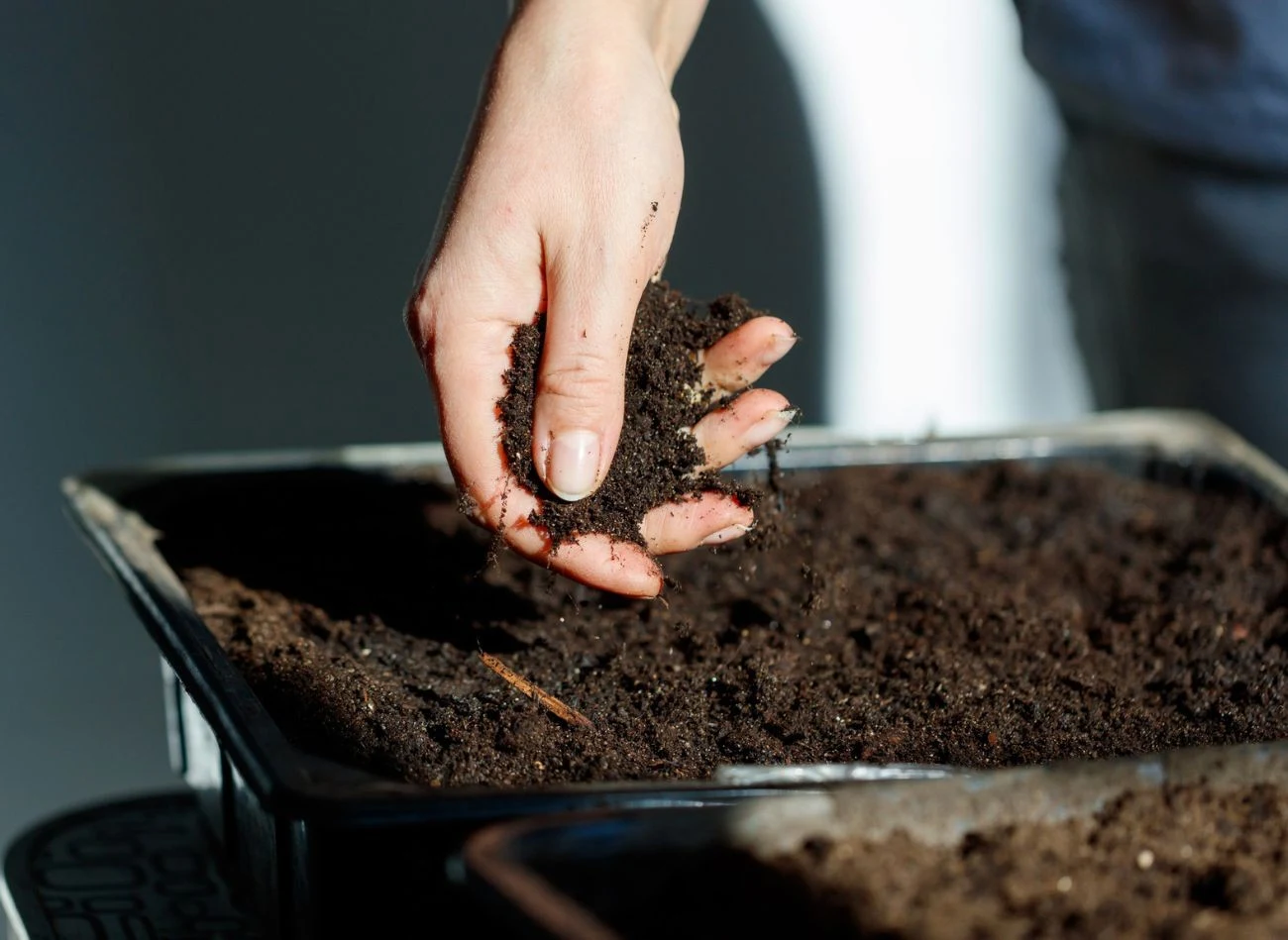 Fusy z kawy są źródłem azotu, potasu, fosforu czy magnezu. Co więcej, zawierają także pierwiastki śladowe.