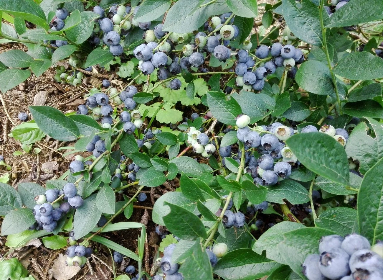 Fusy kawy są doskonałą odżywką m