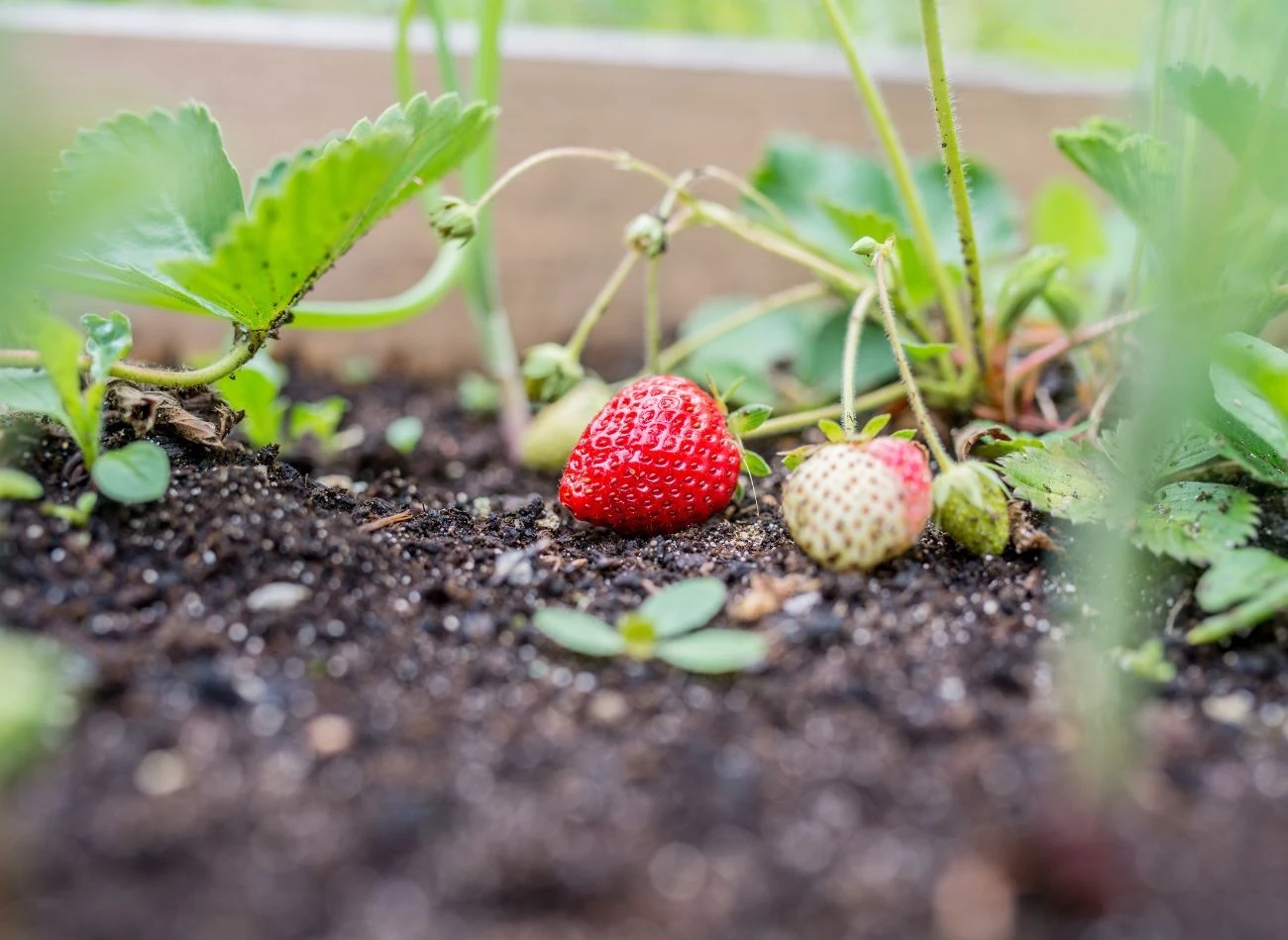 Dolomit dostarcza glebie magnezu, co jest szczególnie ważne w uprawie m.in. truskawek.