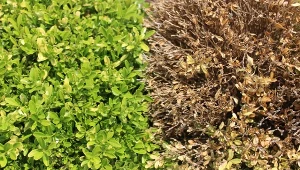 Ćma bukszpanowa bardzo szybko się rozmnaża i niszczy krzewy ozdobne.